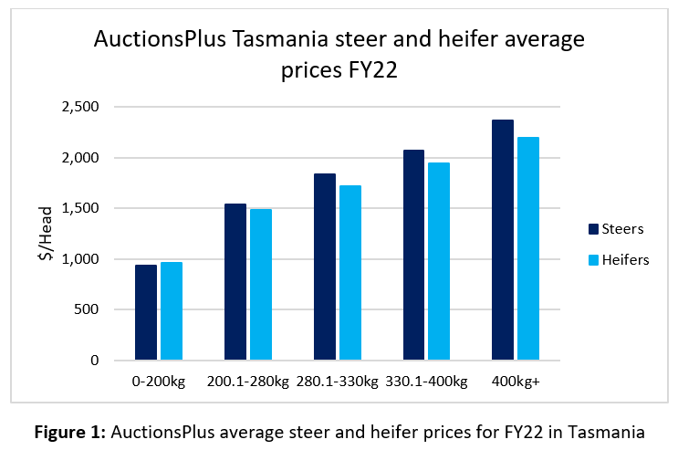 Auctionsplus Marketpulse Tasmania Steer and heifer avg 28.7.22