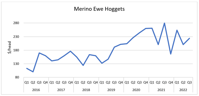 Auctionsplus Marketpulse merino ewe hogglets 6.10.22