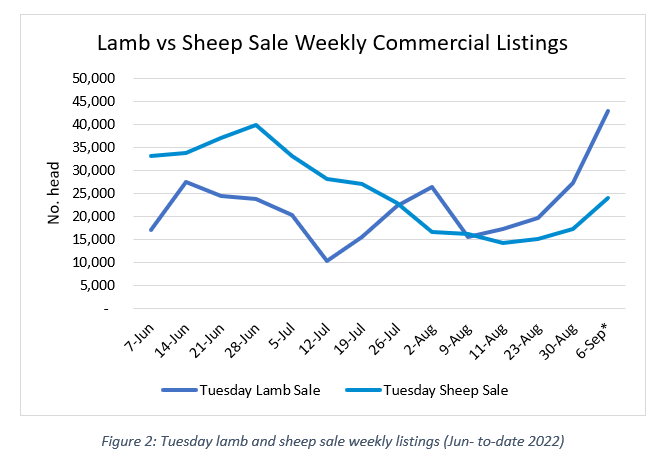 Auctionsplus Sheep and lamb  fig 2  5.9.22