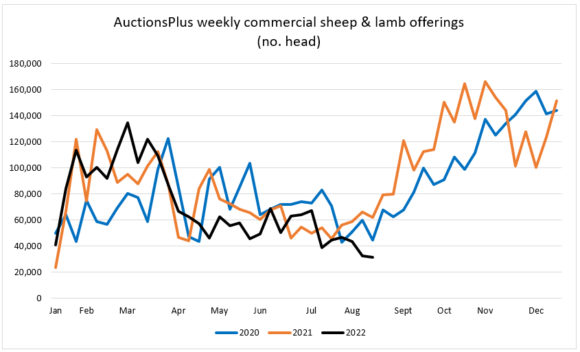Auctionsplus Sheep and lamb comments sheep & lamb offerings19.8.22