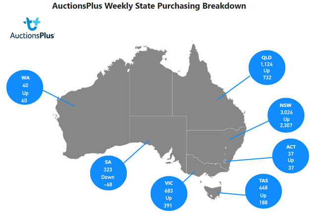 Auctionsplus cattle comments weekly state purchasing breakdown 13.1.23