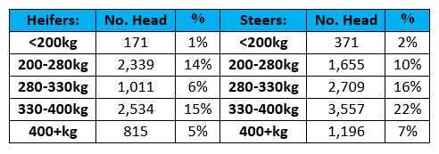 Auctionsplus cattle heifer 10.11.22