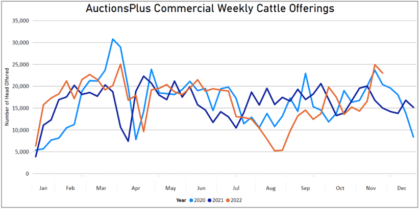 Auctionsplus cattle offerings 18.11.22