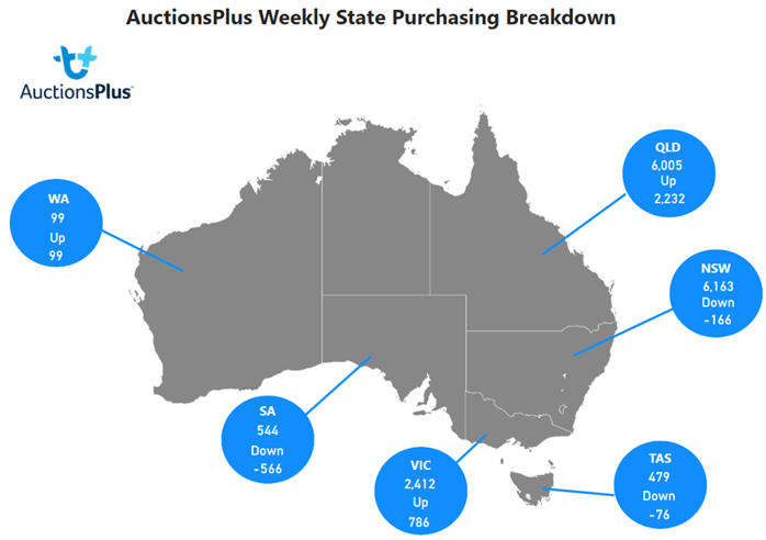 Auctionsplus cattle weekly state purchasing breakdown 11.11.22