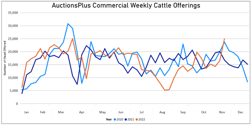 Auctionsplus commercial cattle offerings 11.11.22