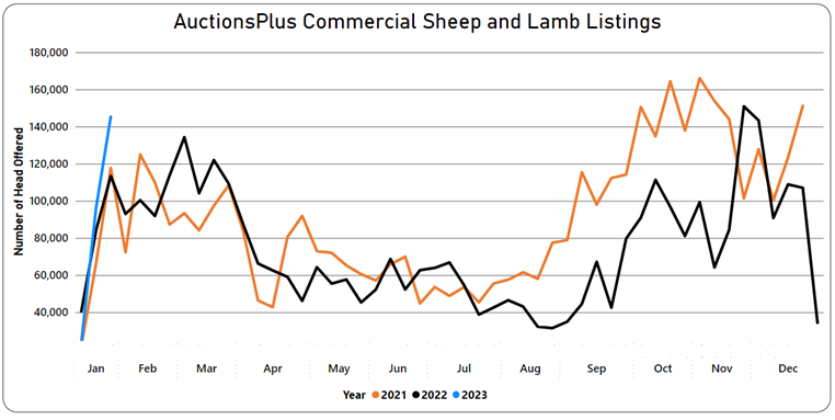 Auctionsplus commercial sheep and lamb listings 20.1.23