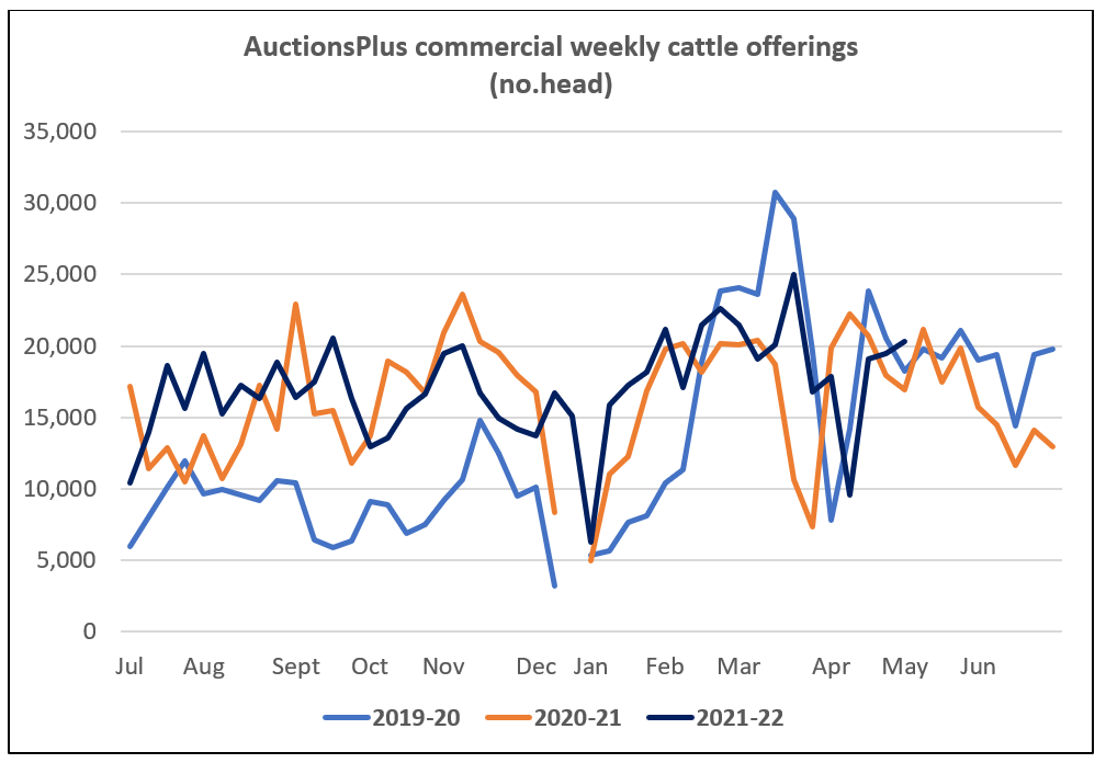 Auctionsplus commercial weekly cattl offering cattle comments 6.5.22