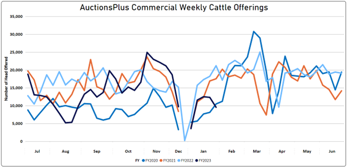 Auctionsplus commercial weekly cattle offering 3.2.23