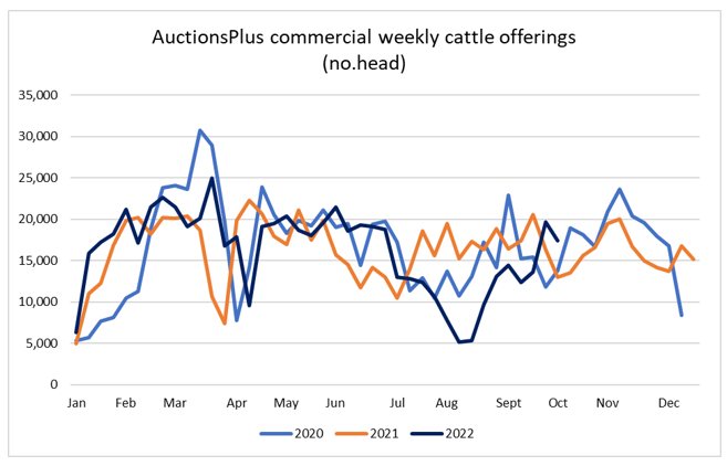 Auctionsplus commercial weekly cattle offering 7.10.22