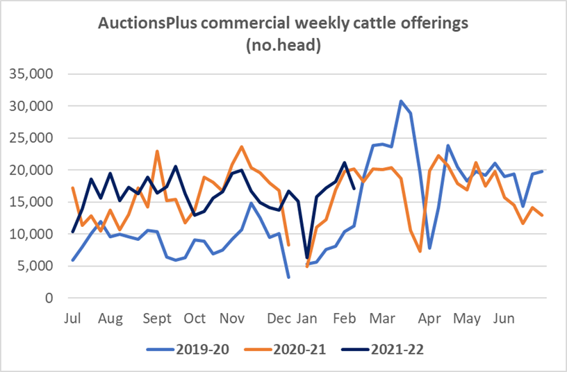 Auctionsplus commercial weekly cattle offering cattle comments 11.02.2022