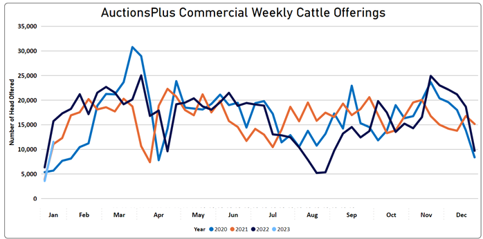 Auctionsplus commercial weekly cattle offerings 13.1.23