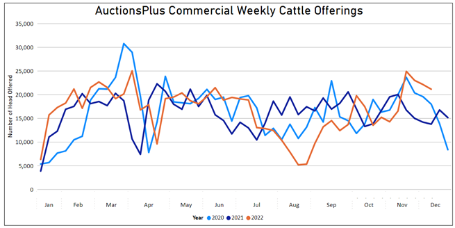 Auctionsplus commercial weekly cattle offerings 2.12.22