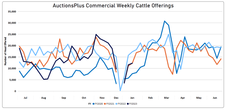 Auctionsplus commercial weekly cattle offerings 20.1.23-1