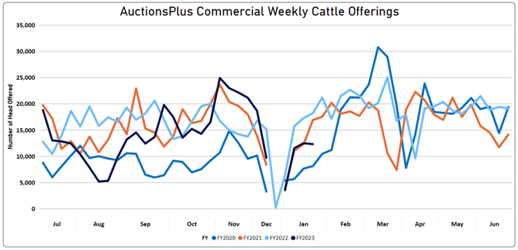 Auctionsplus commercial weekly cattle offerings 27.1.23