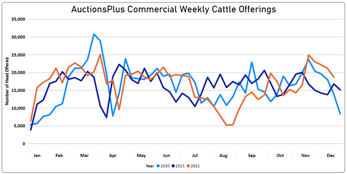 Auctionsplus commercial weekly cattle offerings 9.12.22