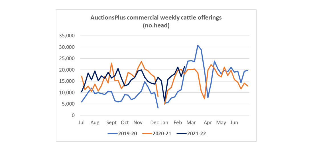 Auctionsplus commercial weekly cttle offerings (no.of head) cattle comments 18.02.2022