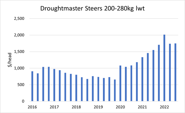 Auctionsplus droughtmaster steers marketpulse breed breakdown 3.11.22