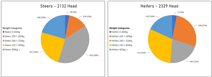 Auctionsplus heifers vs steers 3.2.23