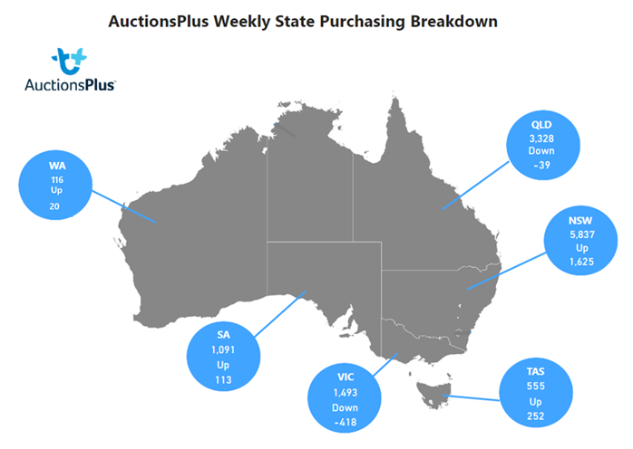 Auctionsplus Cattle comments weekly state purchasing breakdown 4.11.22