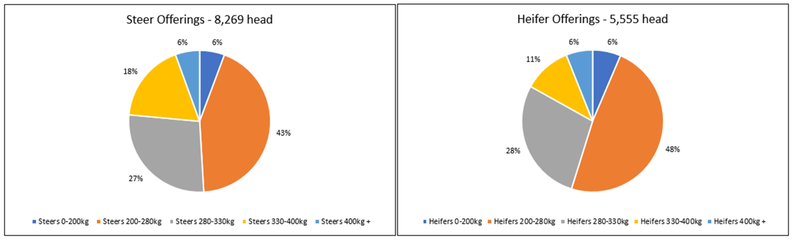 Auctionsplus market comments Steer offerings and heifer offerings 3.6.22