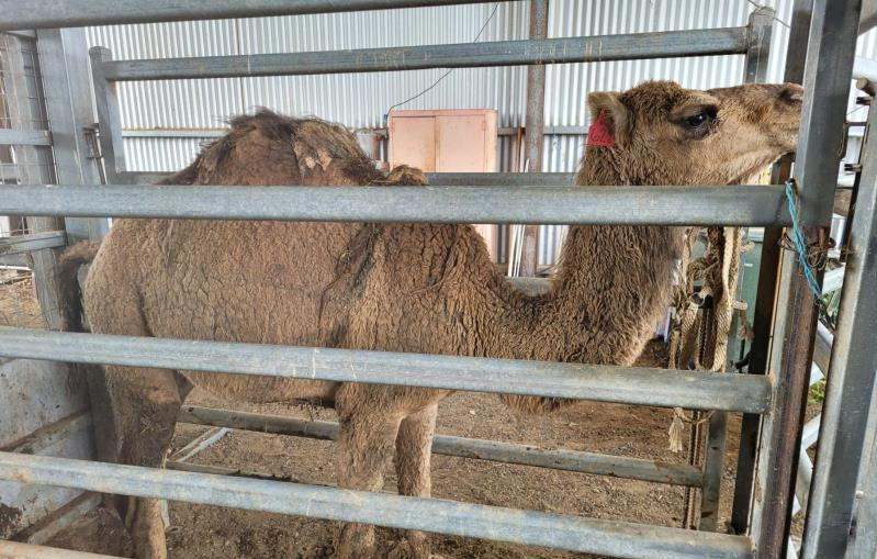 Auctionsplus market comments camels giddy  6.7.22-1