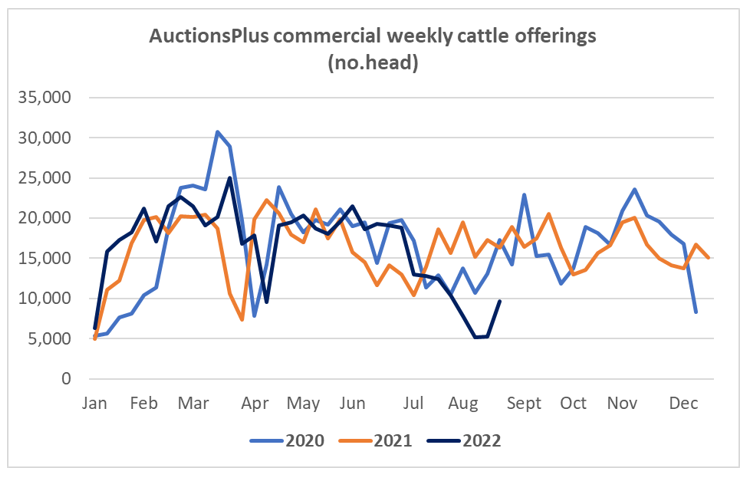 Auctionsplus market comments cattle  weekly offerings no of head 26.8.22