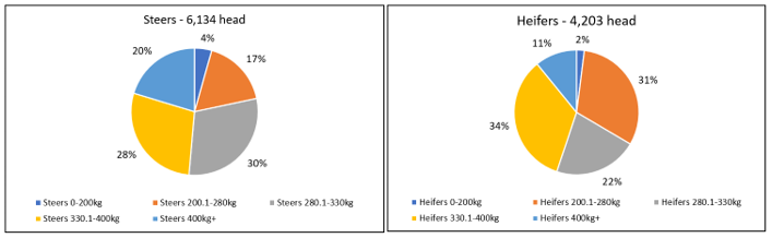 Auctionsplus market comments cattle steer vs heifer 14.10.22