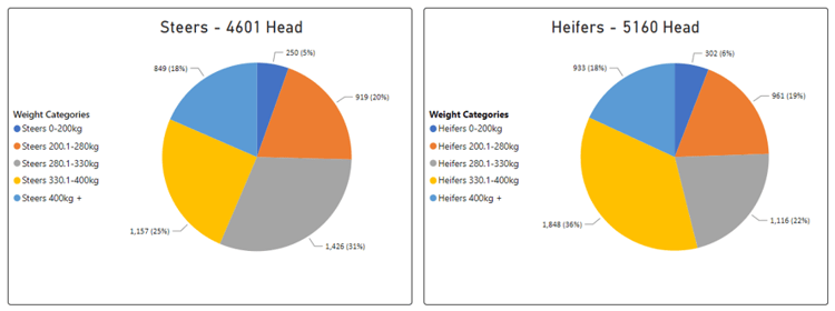 Auctionsplus market comments cattle steer vs heifer 21.10.22