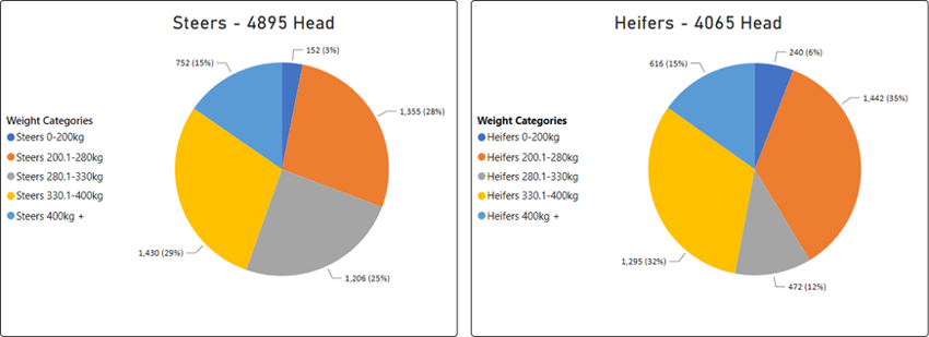 Auctionsplus market comments cattle steer vs heifer 28.10.22