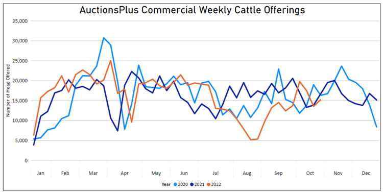 Auctionsplus market comments cattle weekly offering 21.10.22