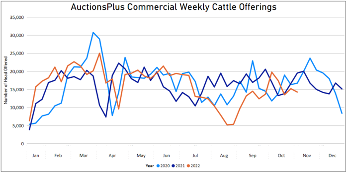 Auctionsplus market comments cattle weekly offering 28.10.22