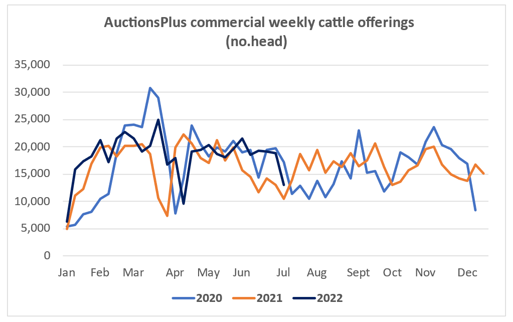 Auctionsplus market comments commercial cattle offerings 8.7.22