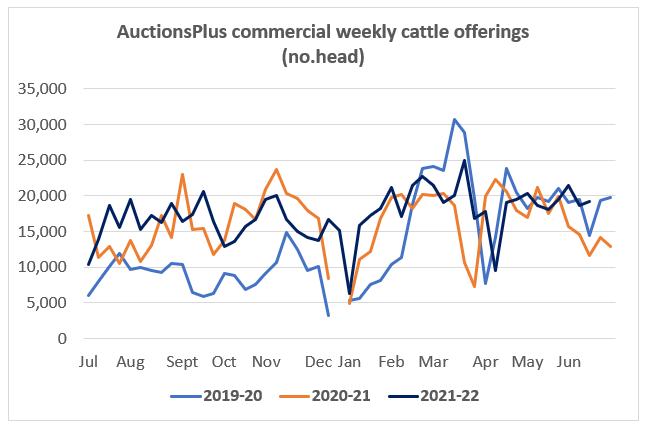 Auctionsplus market comments commercial weekly cattle offerings 17.6.22