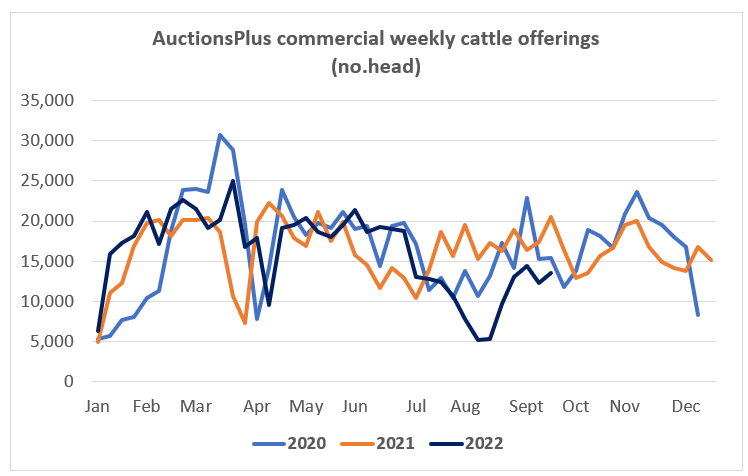 Auctionsplus market comments commercial weekly cattle offerings 23.9.22-1