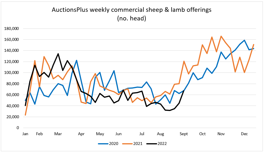 Auctionsplus market comments sheep and lamb commerical offerings 9.9.22