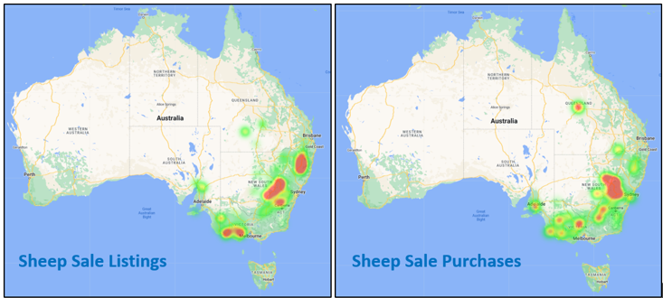 Auctionsplus market comments sheep sale listings 8.7.22