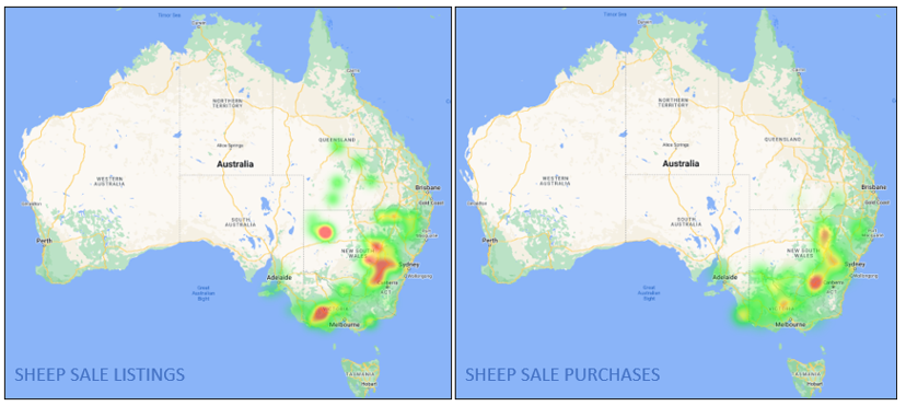 Auctionsplus market comments sheep sale listings and purchases 24.6.22