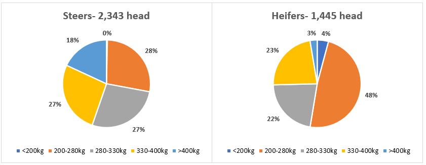 Auctionsplus market comments steer vs heifer 19.8.22