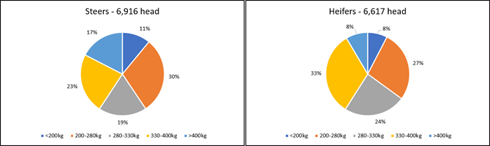 Auctionsplus market comments steers and heifers 7.10.22