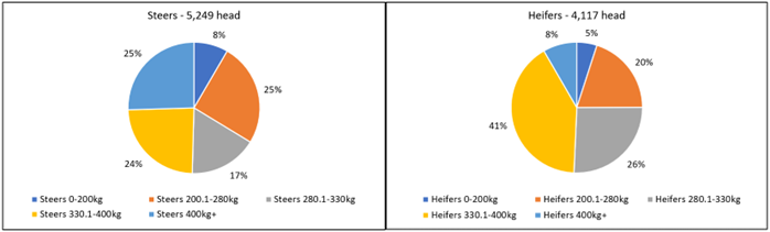 Auctionsplus market comments steers vs heifers 23.9.22