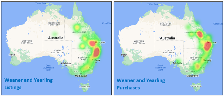 Auctionsplus market comments weaner and yearling listing and purchases 17.6.22