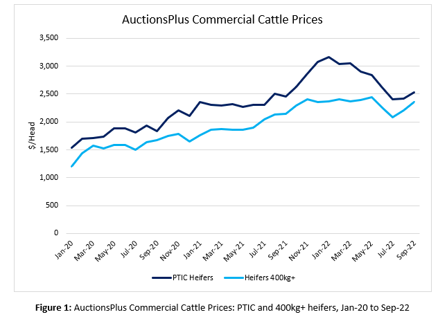 Auctionsplus market pulse commercial cattle prices 29.9.22