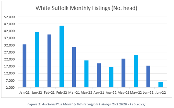 Auctionsplus marketpulese Winter Chill slows online White Suffolk offering 29.6.22-1