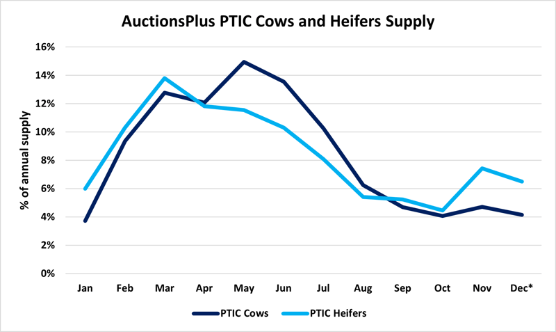 Auctionsplus marketpulse PTIC Heifer Listings Cows and heifers Supply 1.12.22