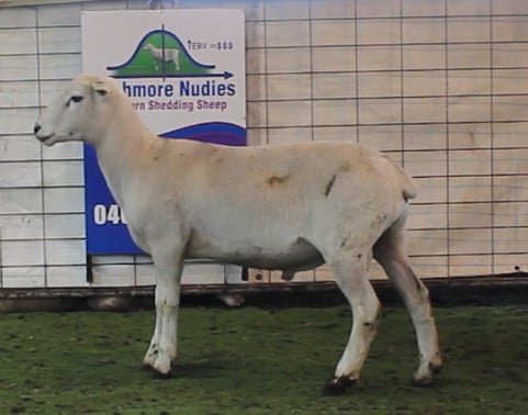 Auctionsplus marketpulse cashmore oaklea ram 7.10.22