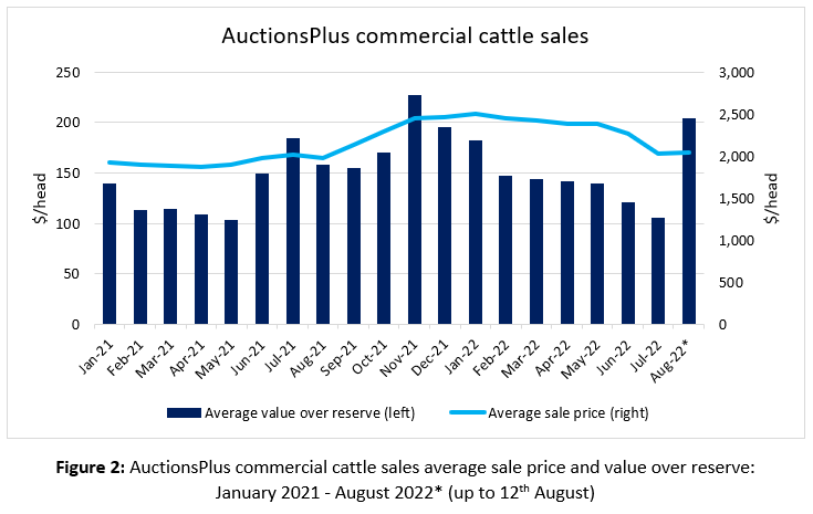 Auctionsplus marketpulse commercial cattle sales 12.8.22
