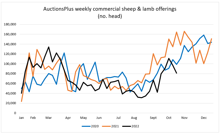 Auctionsplus marketpulse commercial sheep and lamb offering 21.10.22