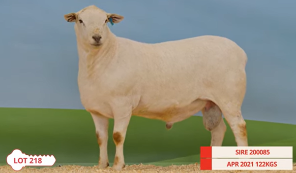 Auctionsplus marketpulse tattykeel ram sale 28.9.22