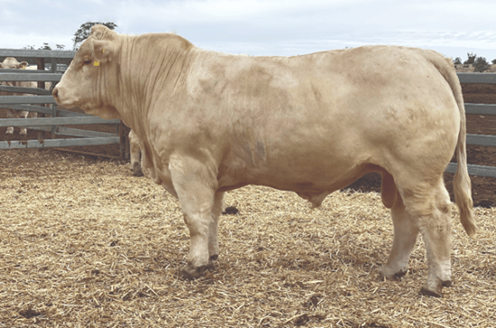 Auctionsplus moongool revolution 15.12.22