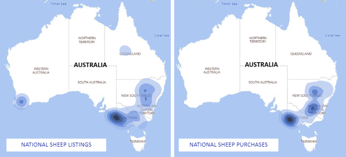 Auctionsplus national sheep listing and purchases 14.12.22